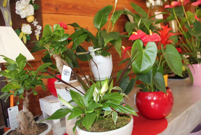 Floristería Madreselva Sotillo de la Adrada Valle del Tiétar sur de Gredos