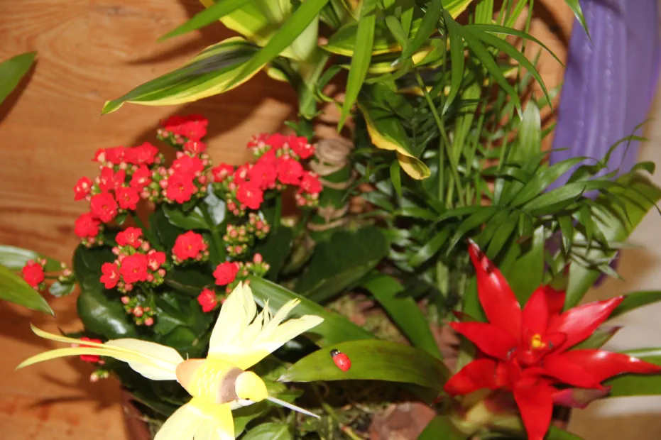 Flores y plantas: flor natural y planta viva Floristería Madreselva Sotillo de la Adrada