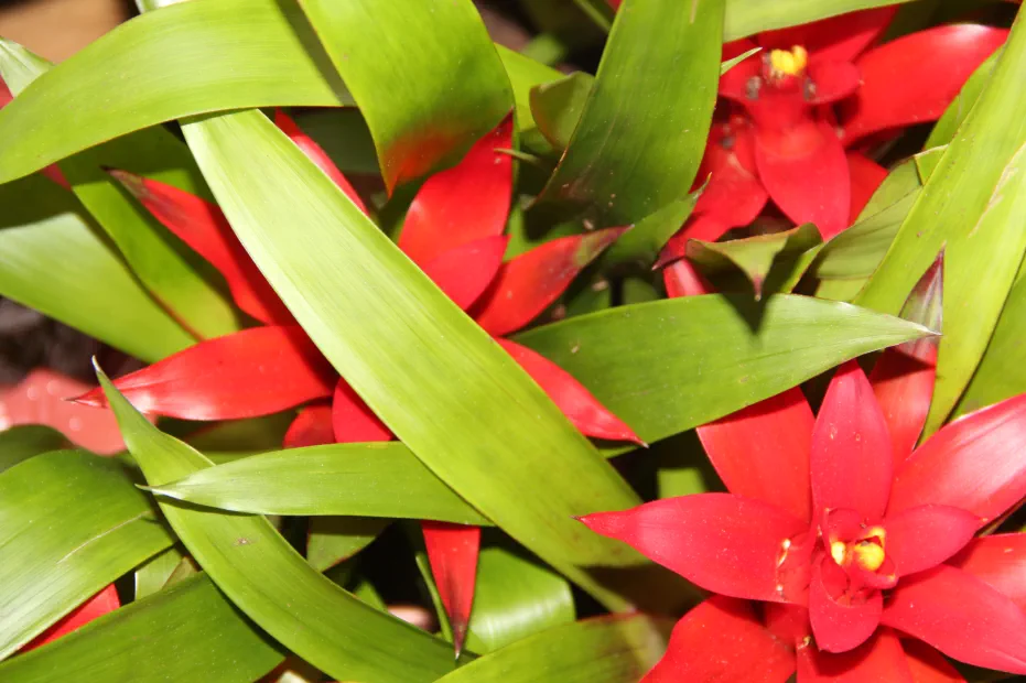 Flores y plantas: flor natural y planta viva Floristería Madreselva Sotillo de la Adrada