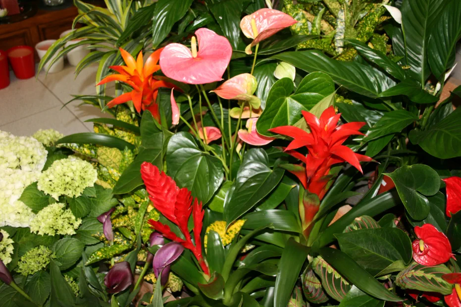 Flores y plantas: flor natural y planta viva Floristería Madreselva Floristería Madreselva Valle del Tiétar sur de Gredos