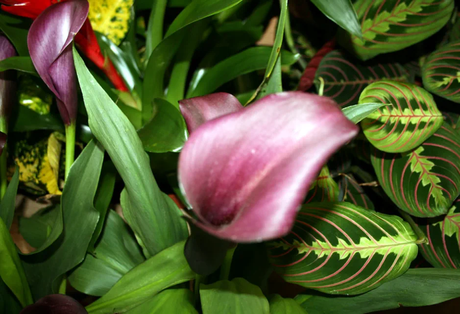 Floristería Madreselva Arte Floral Sotillo de la Adrada Ávila Valle del Tiétar Gredos